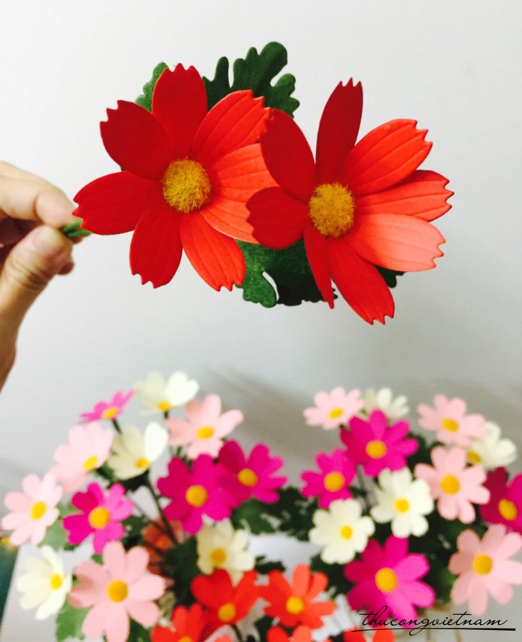 Cây hoa sao nhái đỏ
